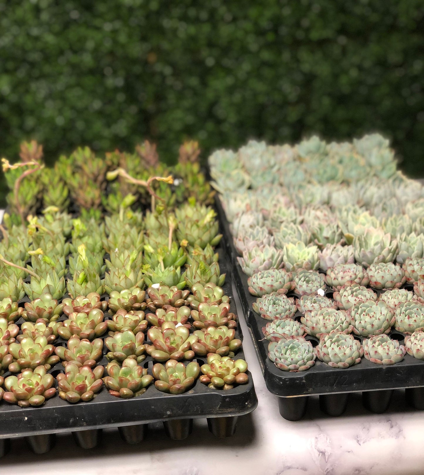 DIY Rose Quartz Kit, Terrarium Kit, DIY Succulent Garden, Zen Garden, Gift for Her, Corporate Team Building, Adult Activity, Valentines' Day